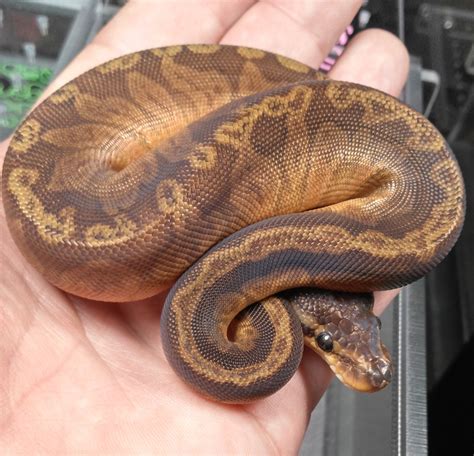 sunset ball python|sunset ball python facts.